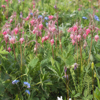 Geum triflorum wildflower with unique blooms and decorative seed heads.
