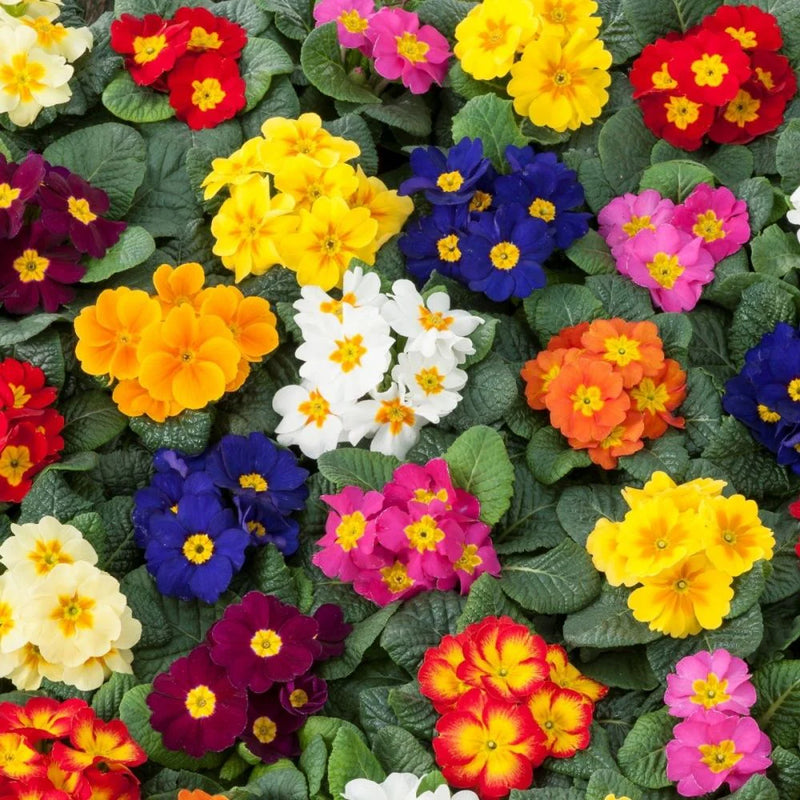 Heirloom Non-GMO Polyanthus Flower Seeds for Planting – Colorful Clusters for Garden Displays