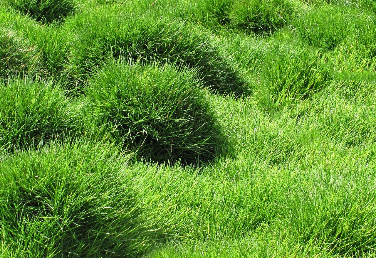 Zoysia Grass Herb Seeds