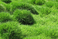 Zoysia Grass Herb Seeds