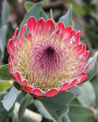 Protea Flower Planting Seeds for Garden NON GMO Seeds