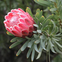 Protea flower seeds for planting in home gardens and landscape borders.