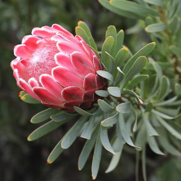 Protea flower seeds for planting in home gardens and landscape borders.