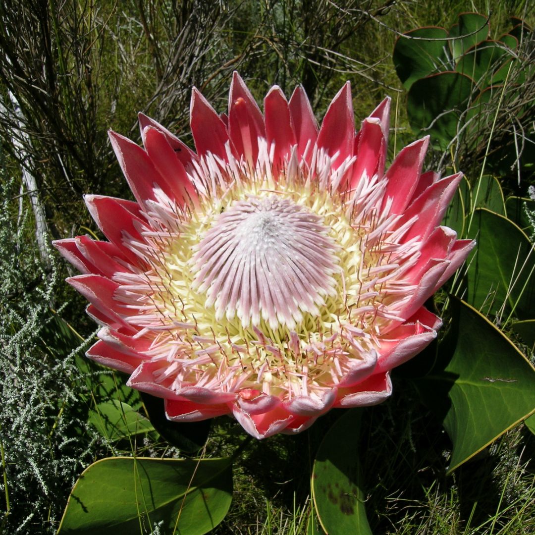Protea Flower Seeds Heirloom Non GMO Planting - 100 pcs