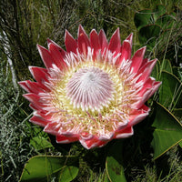 Protea Flower Seeds Heirloom Non GMO Planting - 100 pcs