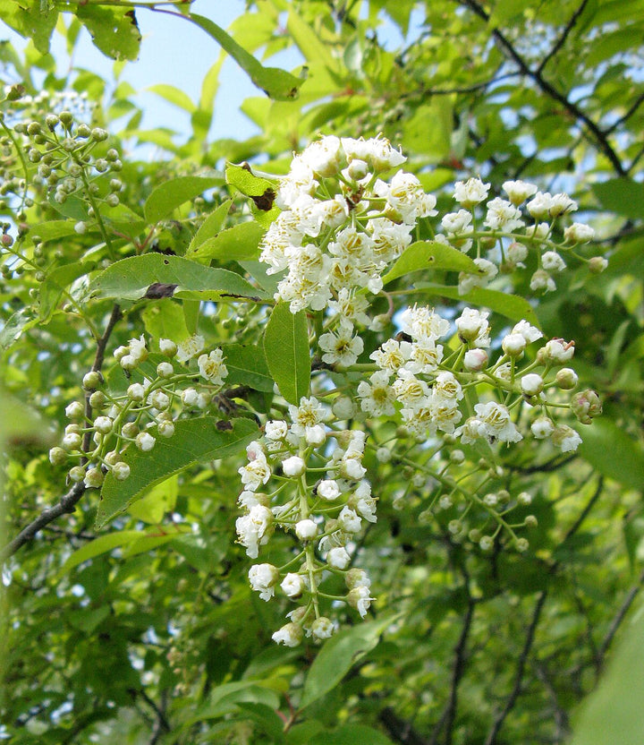 Heirloom Non-GMO Verbena Chokecherry Flower Seeds for Planting – Pollinator-Friendly Blooms
