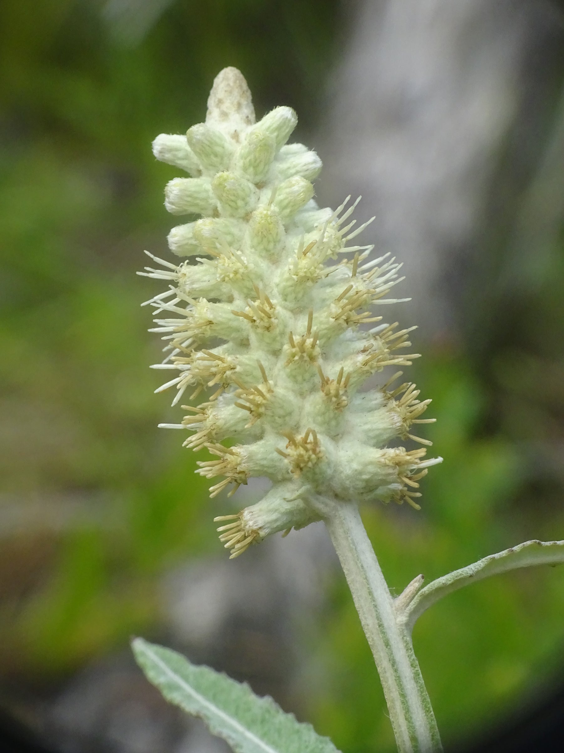 Pterocaulon Flower Seeds for Planting – Heirloom, Non-GMO Flower Seeds