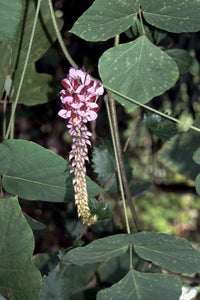 Kudzu Pueraria Lobata Plant Seeds for Planting - Heirloom and Non-GMO Garden Seeds