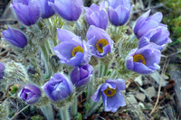 Violet Pulsatilla Flower Seeds for Planting, 100 pcs