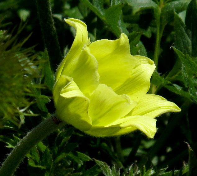 Heirloom Non-GMO Light Green Anemone Pulsatilla Flower Seeds for Planting – Unique Perennial Bloom Seeds