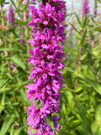 Purple Loosestrife plants with tall purple flower spikes blooming in a garden.
