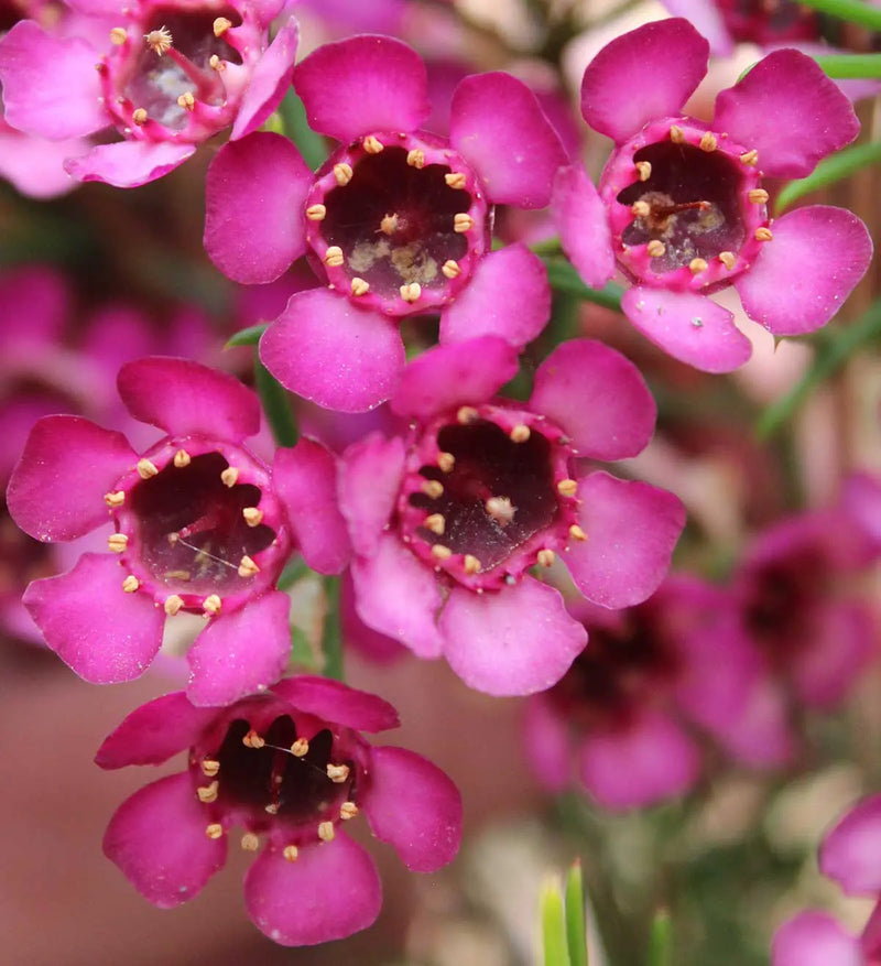 Geraldton Wax Flower Seeds for Planting - 100 pcs