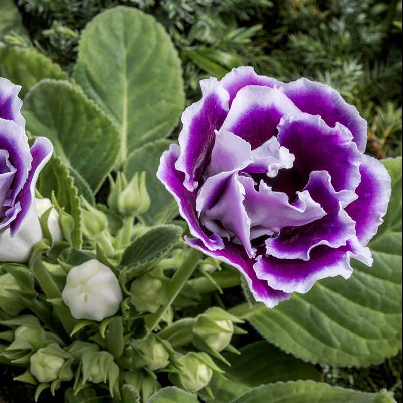 Blue & White Gloxinia Heirloom Non-GMO Seeds for Planting