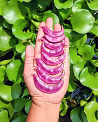 Heirloom Purple Hyacinth Bean Seeds for Planting heirloom & Non-GMO Seeds
