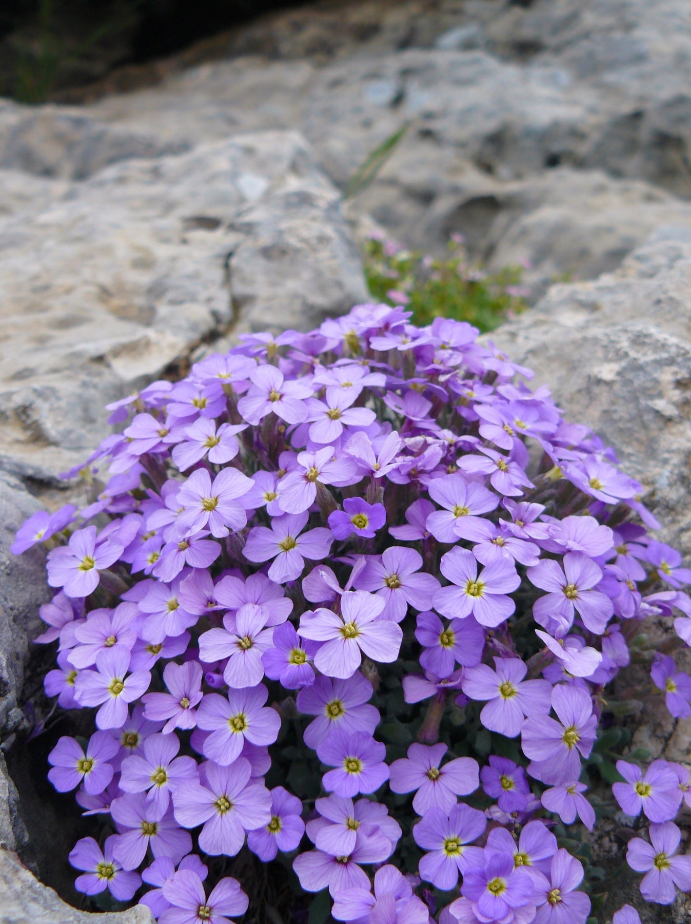 Aubrieta Flower Seeds for Planting 100 pcs - Flower for planting in home garden