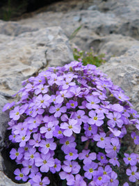 Aubrieta Flower Seeds for Planting 100 pcs - Flower for planting in home garden