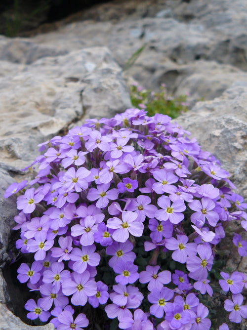 Aubrieta Flower Seeds for Planting 100 pcs - Flower for planting in home garden