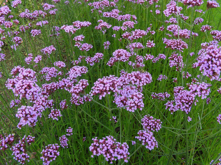 Organic Violet Verbena Plant Seeds for Planting – Heirloom, Non-GMO Garden Seeds