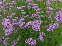 Organic Violet Verbena Plant Seeds for Planting – Heirloom, Non-GMO Garden Seeds