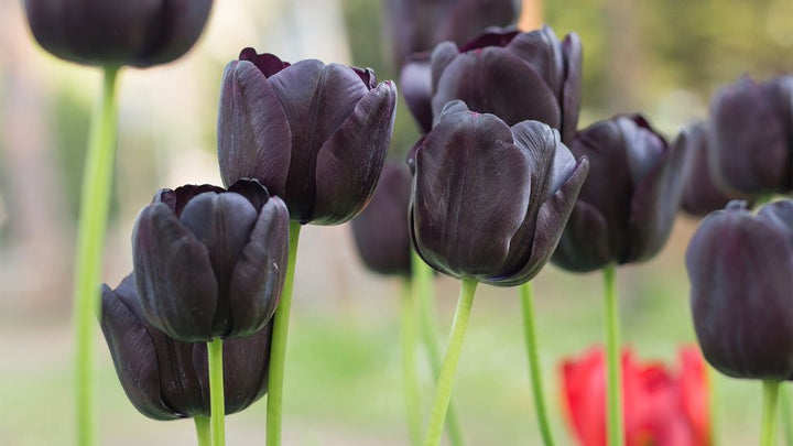 Black Tulip Flower Seeds for Planting - Heirloom & Non-GMO Seeds for Beautiful Home Garden