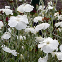 White (White scientific name) for planting in garden