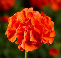 Light Orange Geranium Heirloom Non-GMO Seeds for Planting