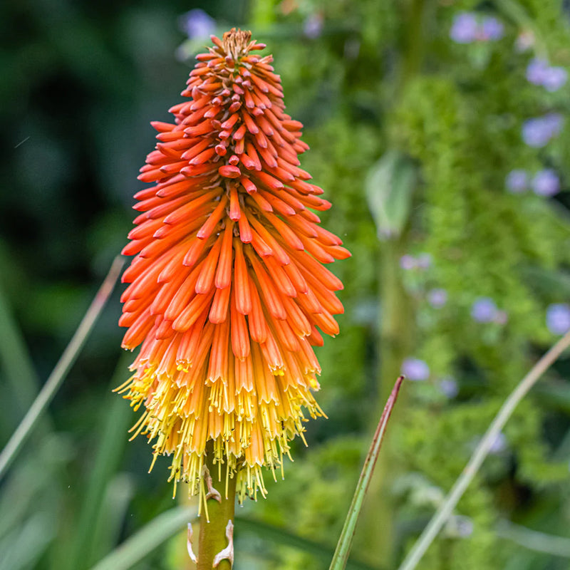 Kniphofia Flower Seeds Heirloom Non GMO Planting - 100 pcs
