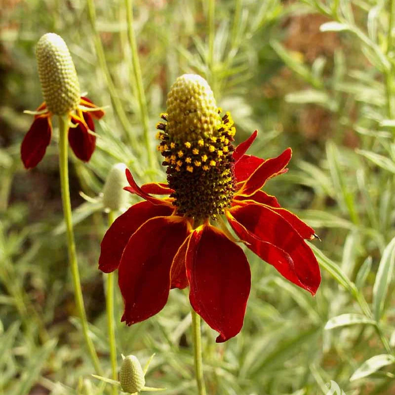 Hat Coneflower Seeds Heirloom Non GMO Planting - 100 pcs