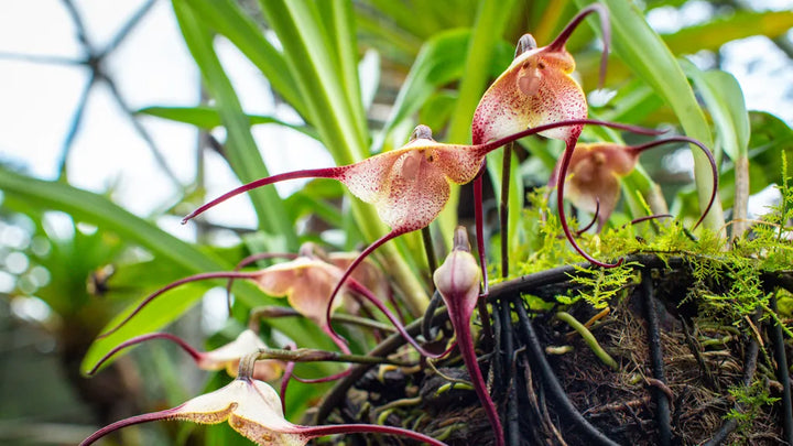 Heirloom Monkey Orchid Flower Seeds, Non-GMO Rare Blooms for Garden Planting
