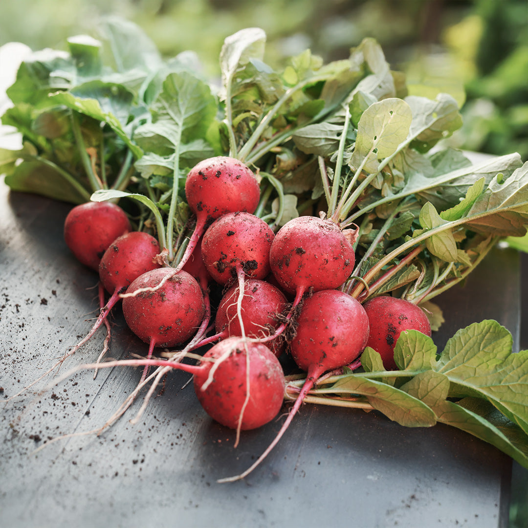Cherry Belle Radish Seeds for Planting-Heirloom & Non-GMO Seeds for planting