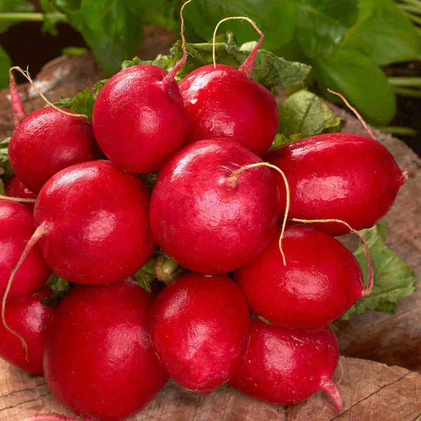 Organic Confetti Mix Cherry Radish Seeds for Planting heirloom & Non-GMO Seeds