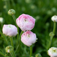 Ranunculus Highline Chamallow Flower Seeds for planting - Heirloom and Non-GMO garden seeds for planting in your garden.