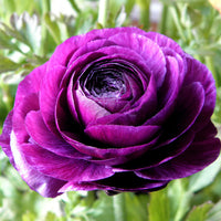 Ranunculus Highline Purple Jean Flower Seeds for Planting - Heirloom and Non-GMO garden seeds