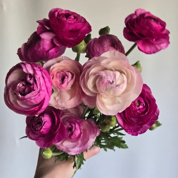 Ranunculus Highline Purple Jean Flower Seeds for Planting - Heirloom and Non-GMO garden seeds