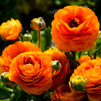 Yellow Red Ranunculus Flower Seeds – Heirloom Non-GMO Double Blooms for Garden Planting