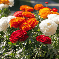 Yellow Red Ranunculus Flower Seeds – Heirloom Non-GMO Double Blooms for Garden Planting