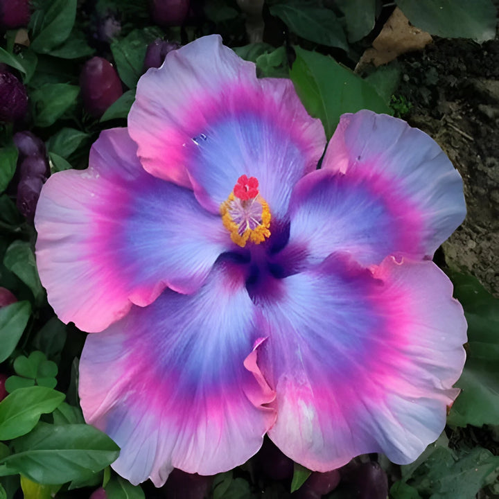 Giant Hibiscus Flower Seeds – Heirloom, Non-GMO Seeds for Planting Large Vibrant Blooms
