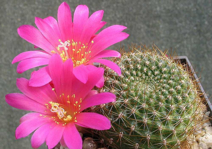 Heirloom Non-GMO Pink Rebutia Violaciflora Flower Seeds for Planting ƒ?? Rare Cactus Blooming Seeds