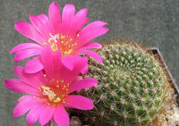 Heirloom Non-GMO Pink Rebutia Violaciflora Flower Seeds for Planting ƒ?? Rare Cactus Blooming Seeds