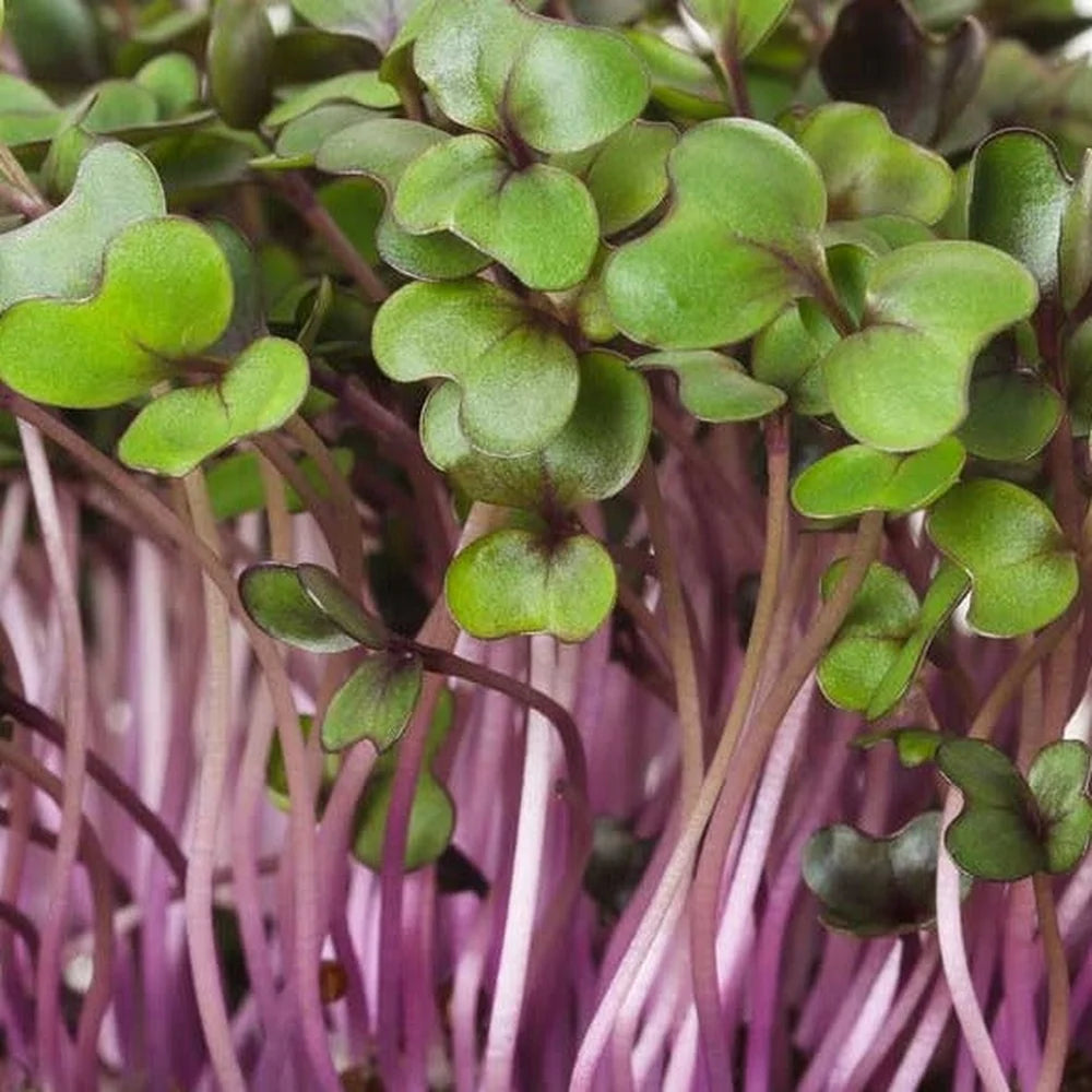 Red Acre Cabbage Microgreens & Sprouting Seeds for Indoor Growing, Sprouts & Microgreens