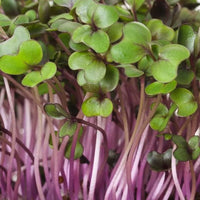 Red Acre Cabbage Microgreens & Sprouting Seeds for Indoor Growing, Sprouts & Microgreens