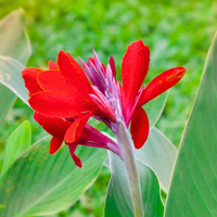 Heirloom Indica Flower Seeds, Non-GMO Ornamental Blooms for Vibrant Garden Planting