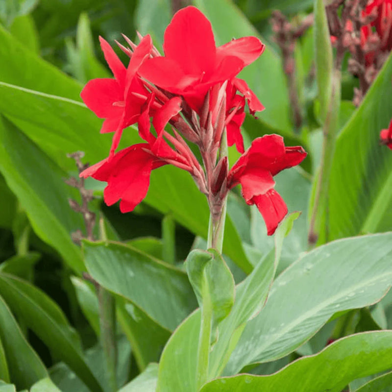 Perennial Canna Flower Seeds Heirloom Non GMO Planting - 100 pcs