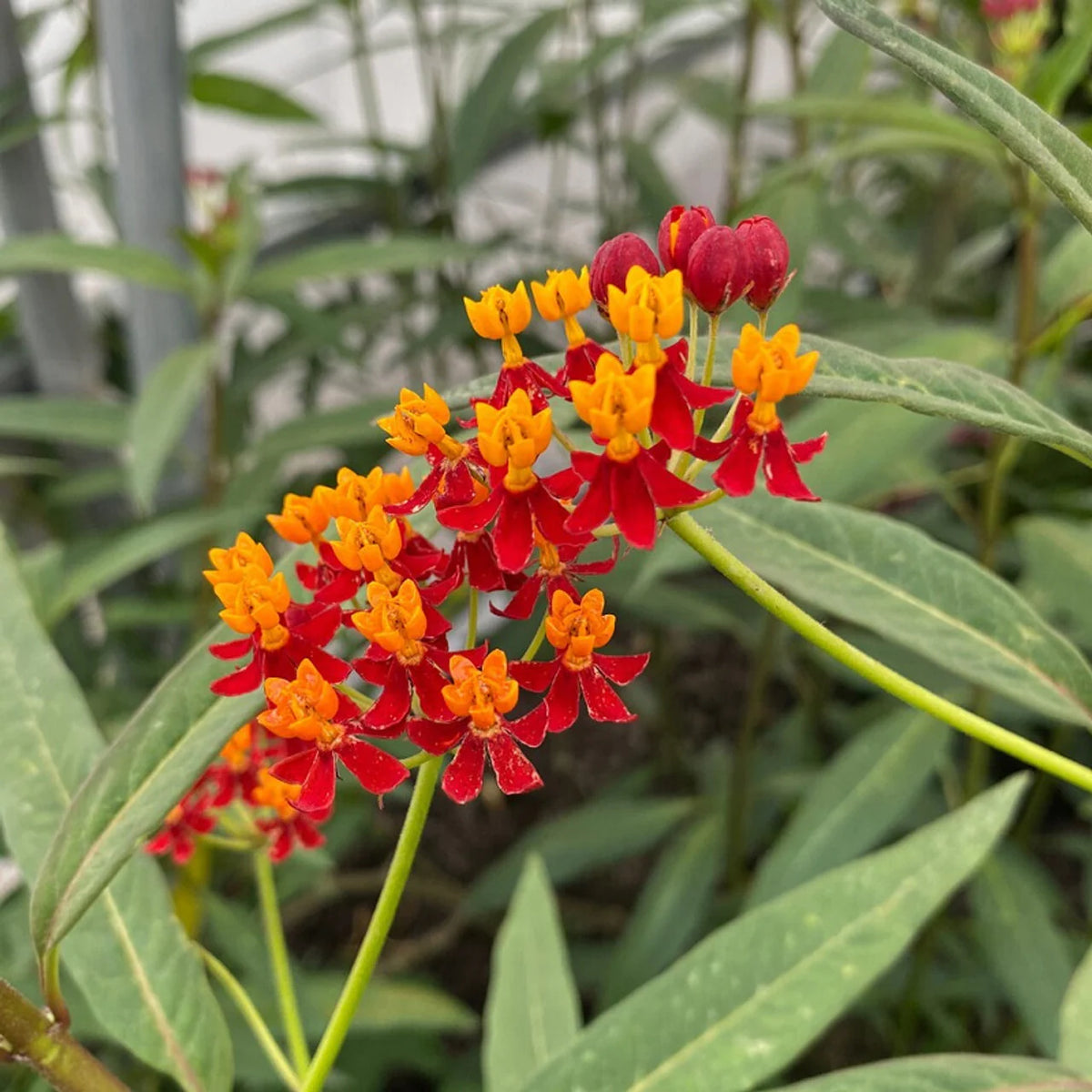 Asclepias Flower Seeds Heirloom Non GMO Planting - 100 pcs