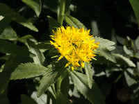 Rhodiola Rosea Flower Seeds for Planting – Non-GMO, Heirloom Medicinal Herb Seeds