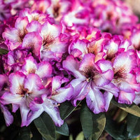 Pink Rhododendron Hans Flower Seeds for Planting - NON GMO Seeds
