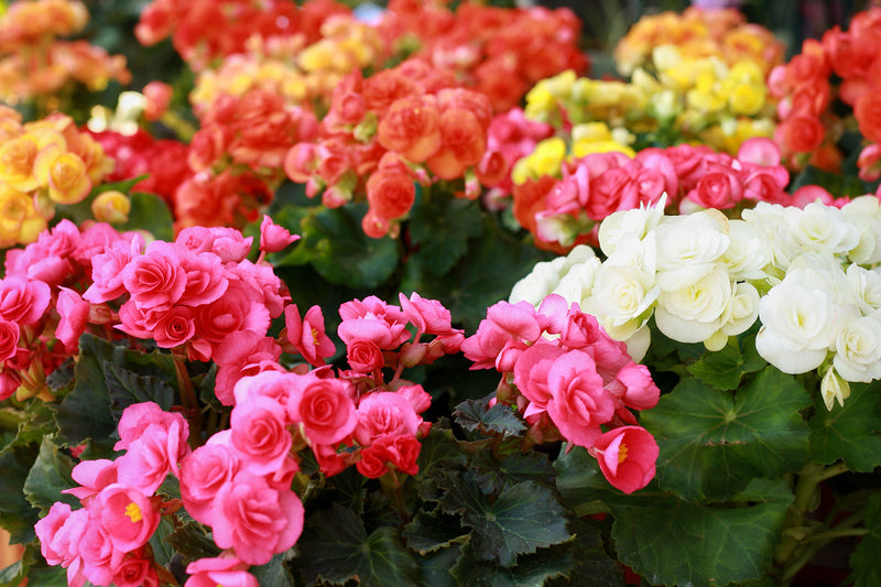 Heirloom Non-GMO Rieger Begonia Flower Seeds for Planting – Vibrant Shade-Loving Garden Blooms - Non-GMO for planting in home garden