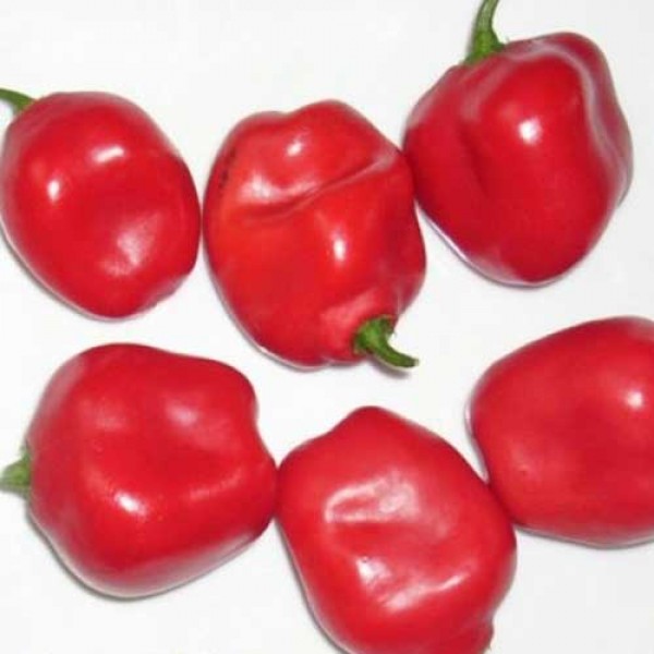Rocoto Pepper Red Manzano Seeds for Planting - Heirloom and Non-GMO Garden Seeds