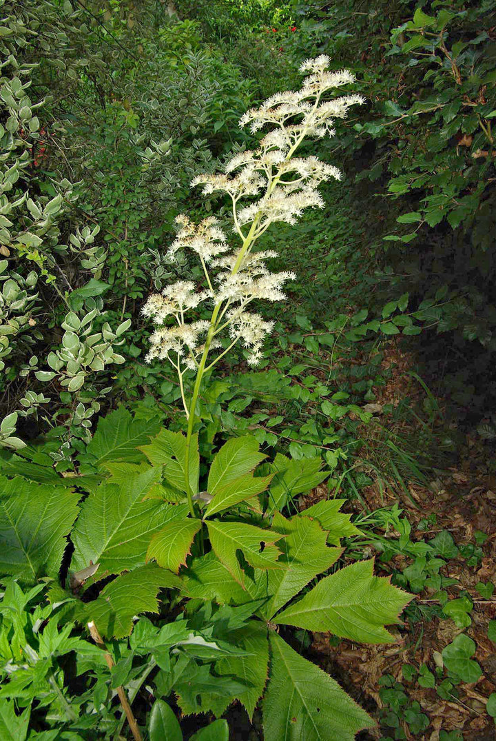 Heirloom Non-GMO Rodgersia Flower Seeds – Ornamental Perennial Flower Seeds for Planting