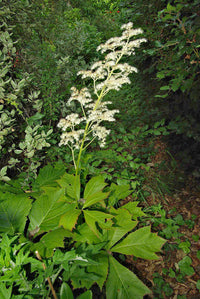 Heirloom Non-GMO Rodgersia Flower Seeds – Ornamental Perennial Flower Seeds for Planting